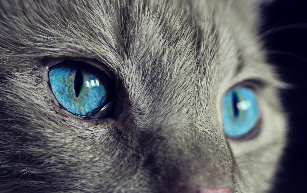 Cat photo
